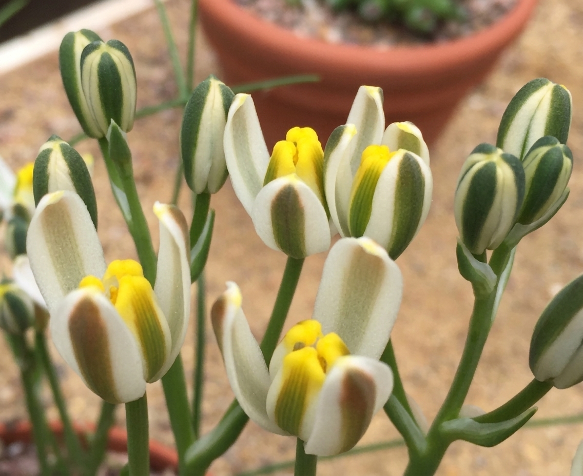 Albuca humilis 